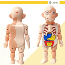 Load image into Gallery viewer, STEM Toys STEAM Toy Science Educational Human anatomy Activity Kit Gift for kids
