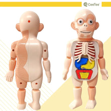 Load image into Gallery viewer, STEM Toys STEAM Toy Science Educational Human anatomy Activity Kit Gift for kids